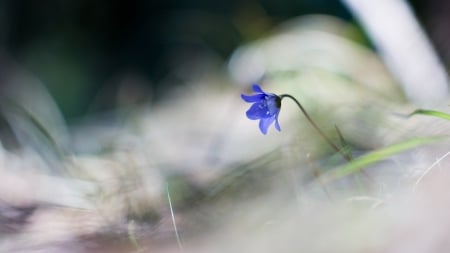 One & Only - Flower, Nature, Flowers, Spring