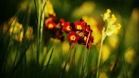 Pretty in Red - nature, flowers, flower, spring