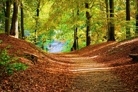 Autumn Forest - nature, autumn, trees, forest, path