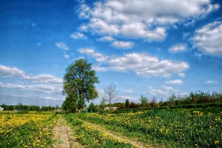 Spring Field - nature, tree, field, spring