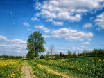 Spring Field