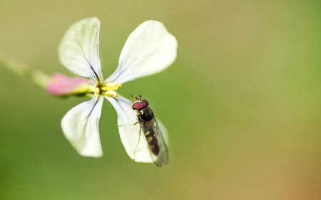 Flower - bee, Flower, nature, leaf