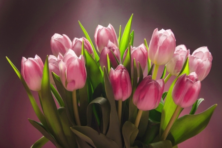 Lovely tulips - nice, delicate, tulips, tender, bouquet, lovely, pretty, beautiful, pink, flowers