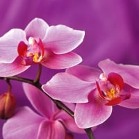 Pretty orchids