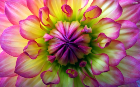 ~Pretty Dahlia~ - colorful, spring, dahlia, flower, petals