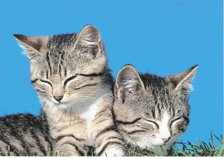 Two tabby kittens laying on the lawn