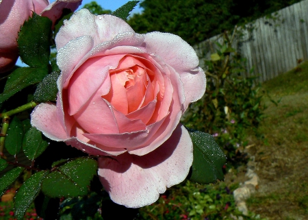 Brother Cadfael rose - rose, pink rose, beautiful, brother cadfael