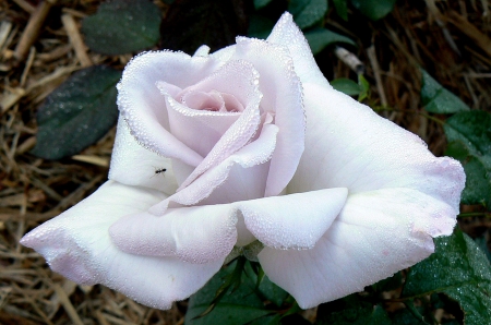 Stainless Steel rose - rose, white rose, stainless steel, beautiful