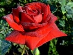 Sir Donald Bradman rose