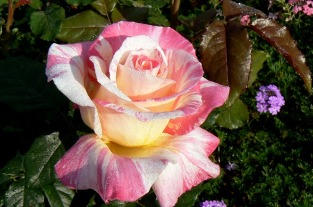 Cabana rose - striped rose, rose, cabana rose, beautiful