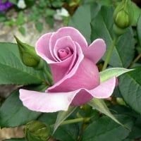 Blue River rose