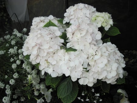 Hydrangea date with my Camera 16 - white, photography, green, flowers, hydrangeas, garden