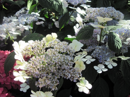 Impressive flowers at the garden - white, Flowers, garden, green, photography