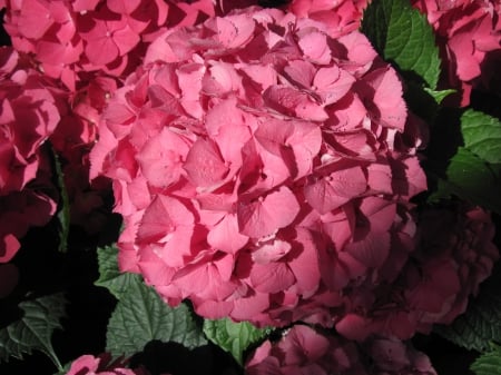 Hydrangea date with my Camera 21 - red, photography, green, flowers, hydrangeas, garden