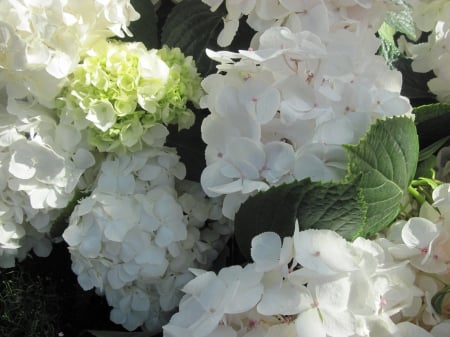 Hydrangea date with my Camera 24 - white, photography, green, leaf, hydrangeas, flowers, garden