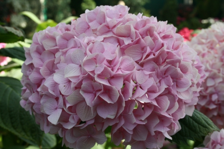 Hydrangea date with my Camera 25 - pink, photography, green, flowers, hydrangeas, garden