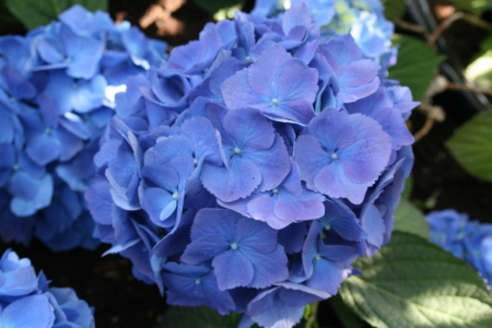 Hydrangea date with my Camera 26 - Flowers, blue, garden, green, photography, Hydrangeas