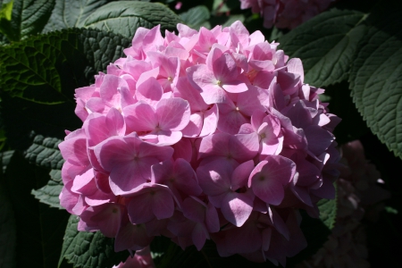 Hydrangea date with my Camera 27 - pink, photography, green, flowers, hydrangeas, garden