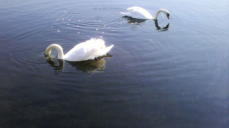 Swans feeding - water, swans, animals, birds