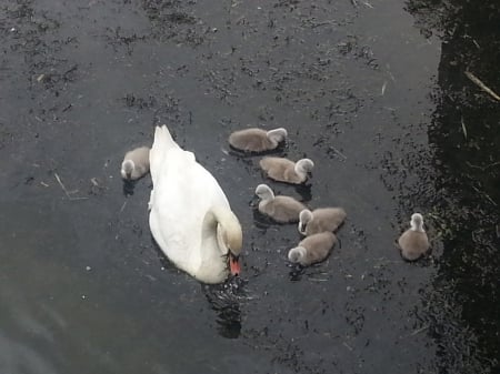 Swan family - animal, swan, bird, cygnet