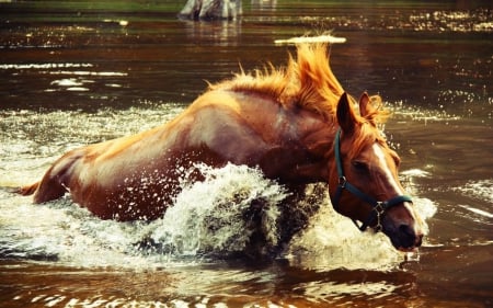 Refreshing Swim - back, water, ears, eyes, horse, mane, nose, nature, day, animals