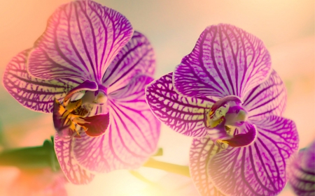 Orchids - flowers, orchids, oriental, petals