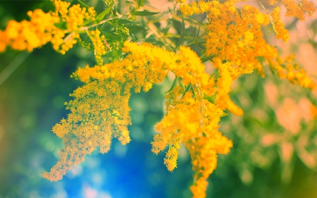 Yellow flowers - nature, beauty, flowers, yellow