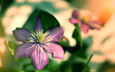 Flower - leaves, flower, petals, nature