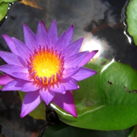 Water lily flower