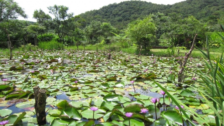 Beautiful lotus - lotus, Beautiful, lush green, garden