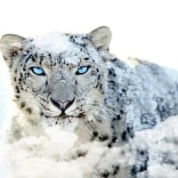 Apple Mac OS X Snow Leopard