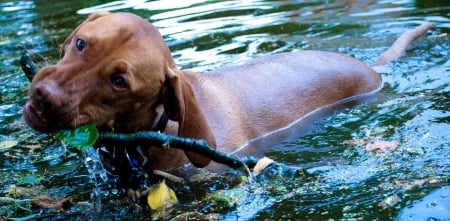 I love to play in water♥ - play, adoring, water, forever, love, crystal, pet, dogs, animals