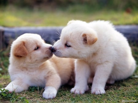 Innocenceâ™¥ - love, innocence, two, buddies, animals, pets, white, precious, kiss, forever, dogs, sweet