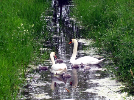 Happy family - animals, water, white, young, grey, family, green, pond, grass