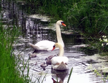 Family - water, white, nature, young, grey, family, green, pond, grass