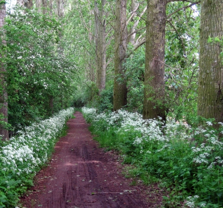 Forest - nature, forests, trees, forest, green, tree, grass