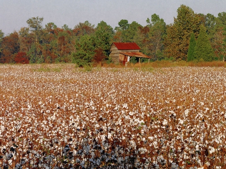 North Carolina Cotton Field - north carolina landscape, scenic north carolina, Cotton Field, North Carolina Cotton Field, North Carolina