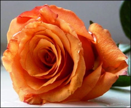 For you - flower, rose, soft, petals, natural, gift, lovely, orange, nature, color