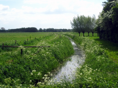 Field - fields, trees, photography, field, spring, nature, beautiful, green, tree, grass