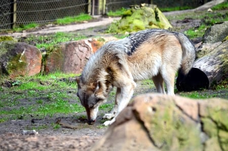 My Visit at the Wolfpark - nature, wolves, predator, grey wolf