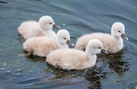 Little Swans - bird, white, water, nature