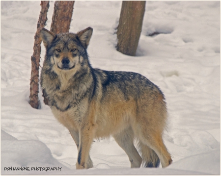 snow hunter - wolfrunning, snow, dog, mythical, the pack, wisdom beautiful, grey wolf, timber, canis lupus, abstract, spirit, friendship, howling, grey, white, nature, arctic, wallpaper, majestic, wolf, canine, pack, wild animal black, wolf wallpaper, winter, wolf pack, quotes, howl, wolves, black, lobo, lone wolf, solitude