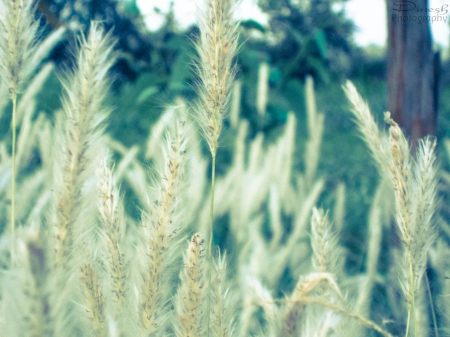 White Grass - Grass, White Grass, nature, photography, grass photography, fotography