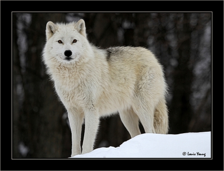 wolf - wolves, white, lone wolf, timber, lobo, wild animal black, majestic, wallpaper, quotes, nature, wolf, snow, canine, arctic, solitude, howling, howl, wolf pack, wolf wallpaper, wisdom beautiful, black, grey wolf, pack, spirit, grey, dog, mythical, canis lupus, winter, abstract, wolfrunning, friendship, the pack