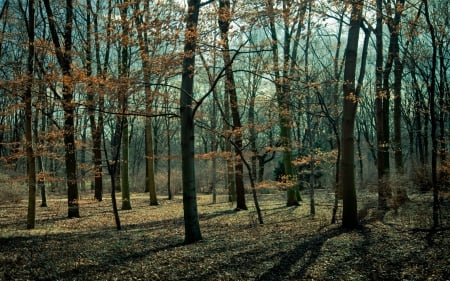 wonderful bare forest in autumn - forest, trunks, bare, leaves, autumn