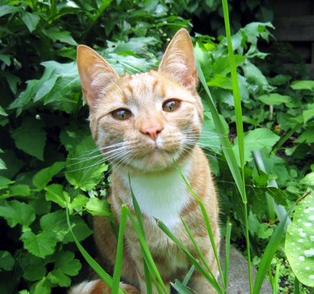 Hello.. - cat, cats, photography, beautiful, animals, green, pet