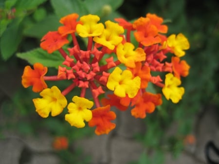 yellow and orange - plant, nature, colour, flower