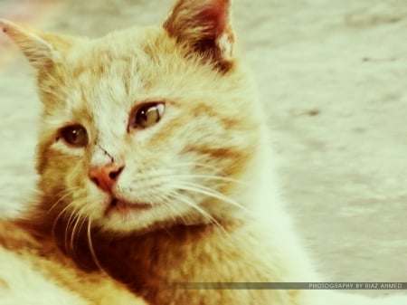 cat - gilgit, hunza, cat, cats, animal, danyore, pakistan, rio hunzai