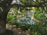 Honolulu Airport Landscape