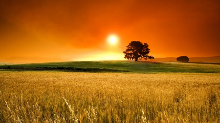 superb sunset landscape - orange, tree, field, sunset